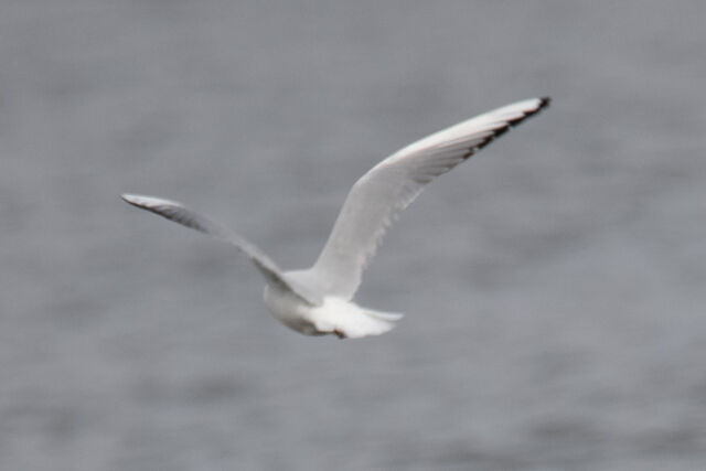 Black-headed Gull