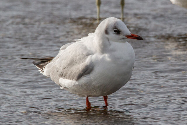 Black-headed Gull