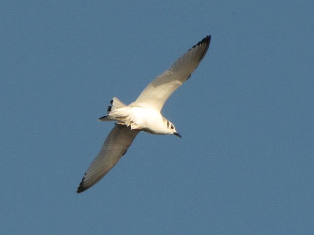 Black-legged Kittiwake