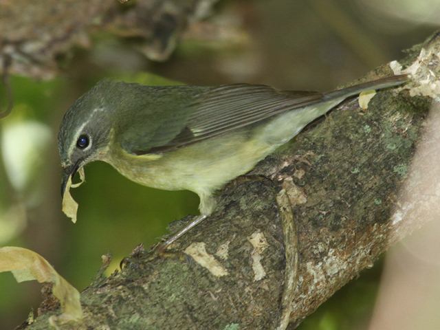 Black-throated Blue Warbler