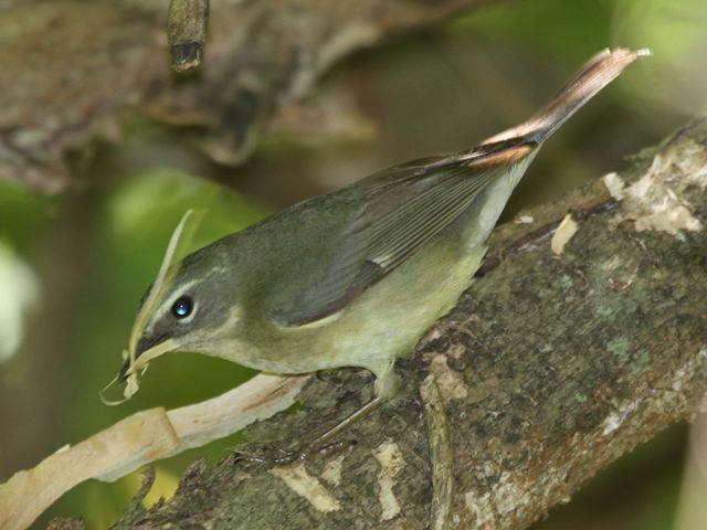 Black-throated Blue Warbler