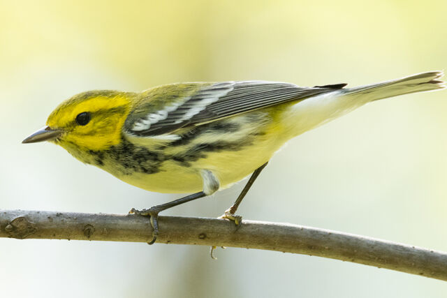 Black-throated Green Warbler