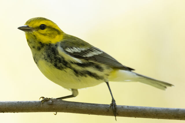 Black-throated Green Warbler