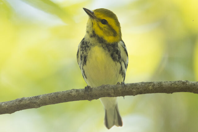 Black-throated Green Warbler