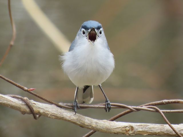 Blue-gray Gnatcatcher