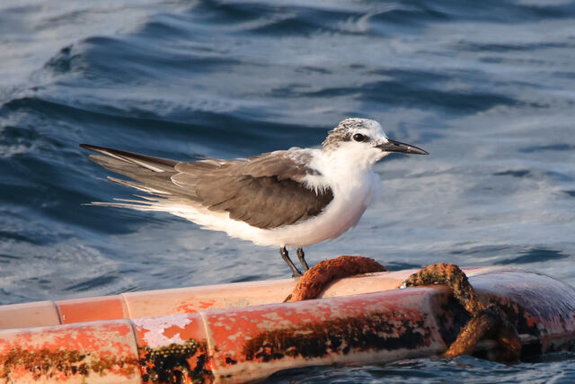 Bridled Tern