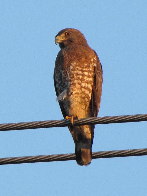 Broad-winged Hawk