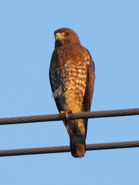 Broad-winged Hawk