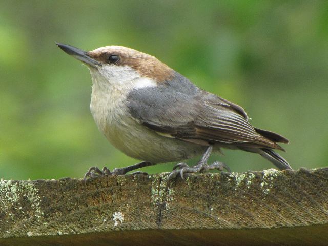brown headed nuthatch how to create a financial statement