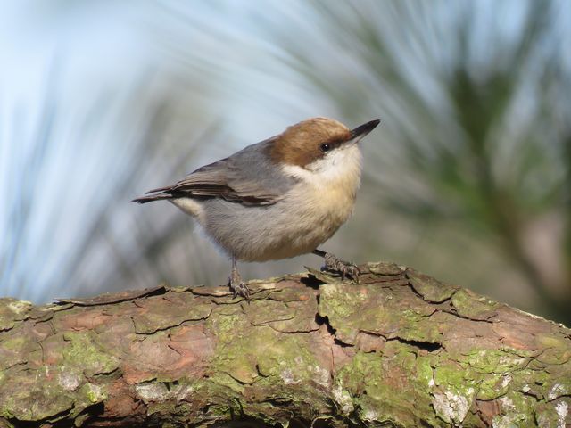 Brown-headed Nuthatch