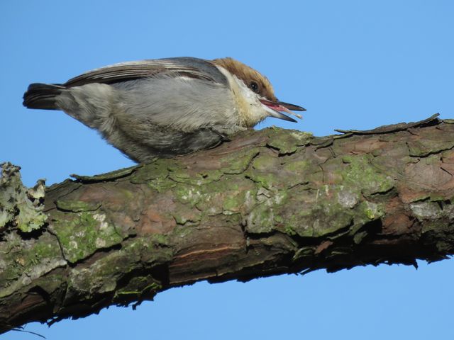 Brown-headed Nuthatch