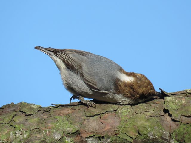 Brown-headed Nuthatch