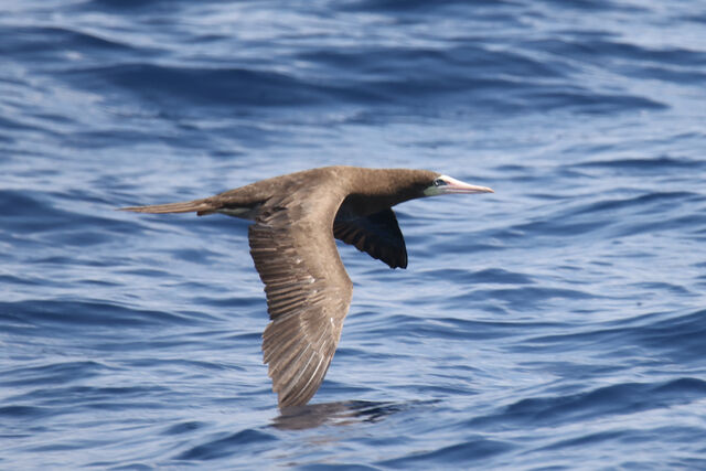 Brown Booby