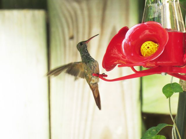 Buff-bellied Hummingbird