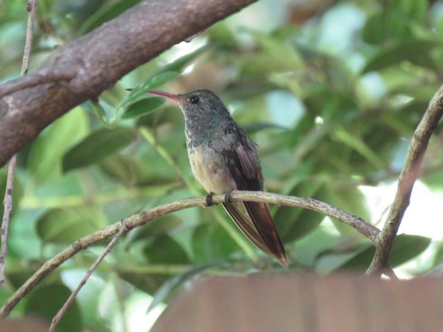 Buff-bellied Hummingbird