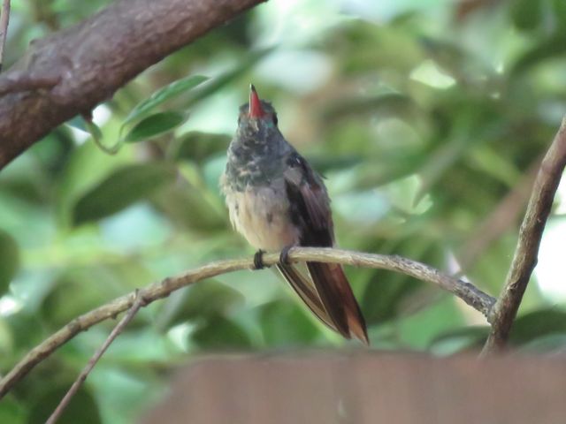 Buff-bellied Hummingbird