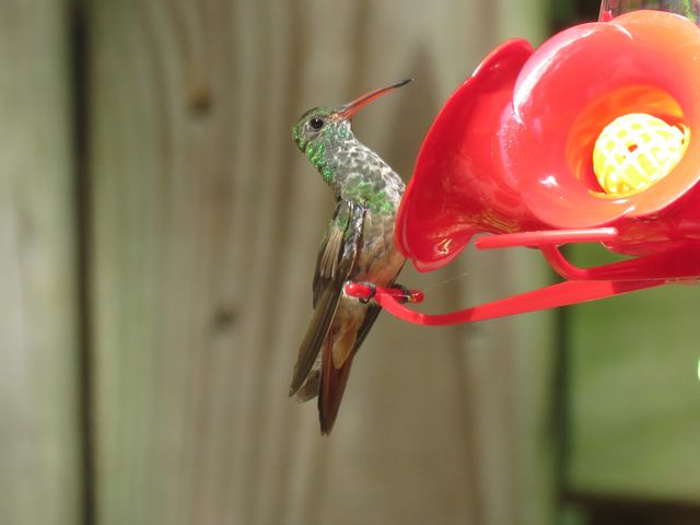 Buff-bellied Hummingbird