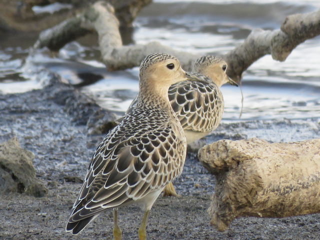 Buff-breasted Sandpiper