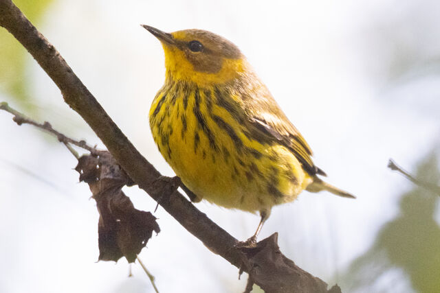Cape May Warbler