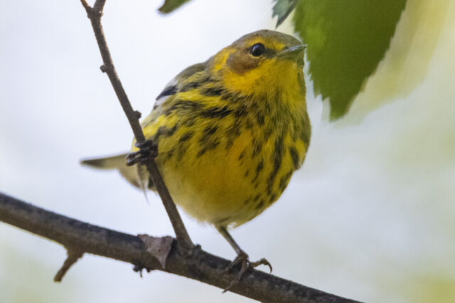 Cape May Warbler