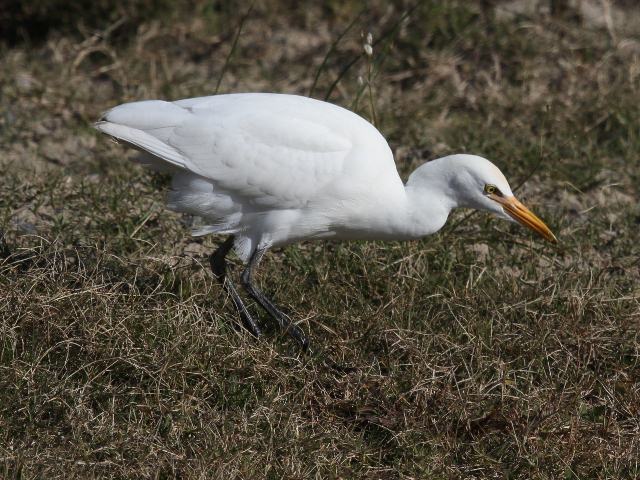 Western Cattle-Egret