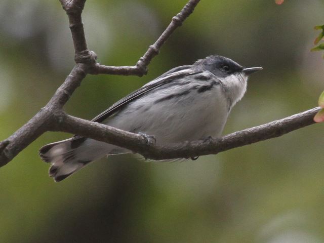 Cerulean Warbler