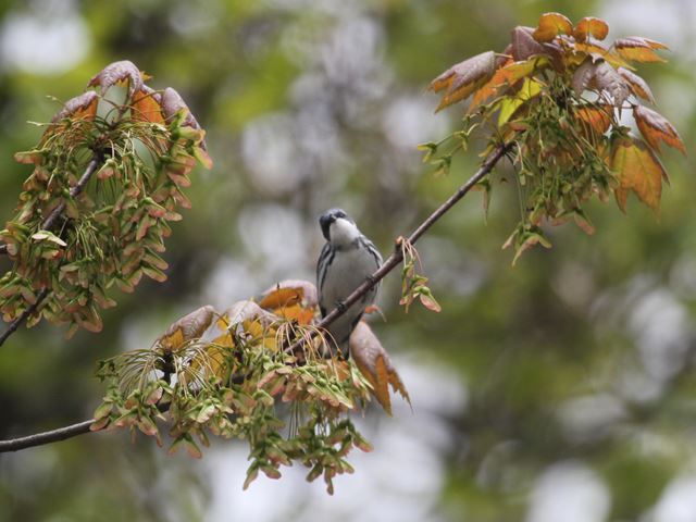 Cerulean Warbler