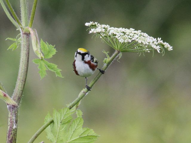 Chestnut-sided Warbler