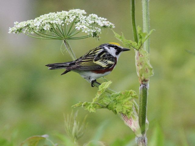 Chestnut-sided Warbler