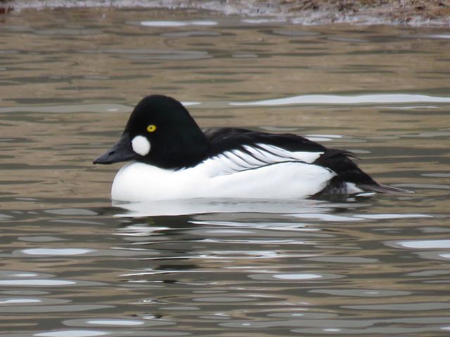 Common Goldeneye