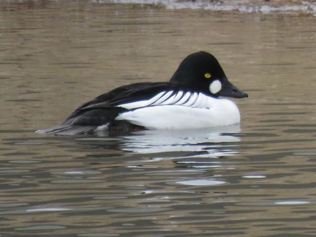 Common Goldeneye