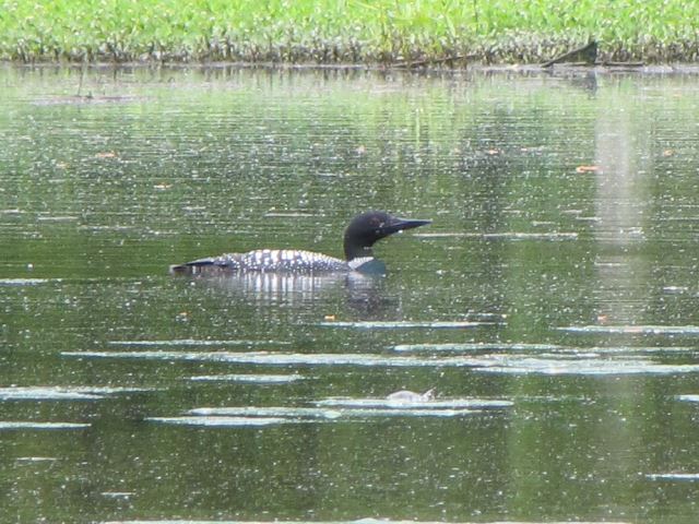 Common Loon