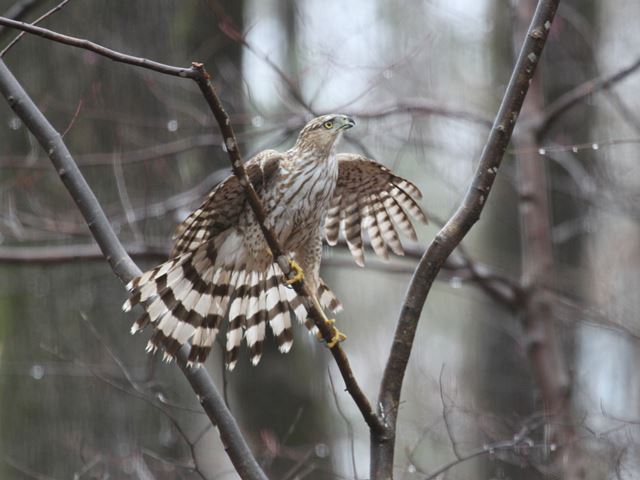 Cooper's Hawk