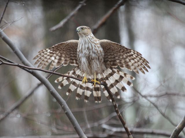 Cooper's Hawk