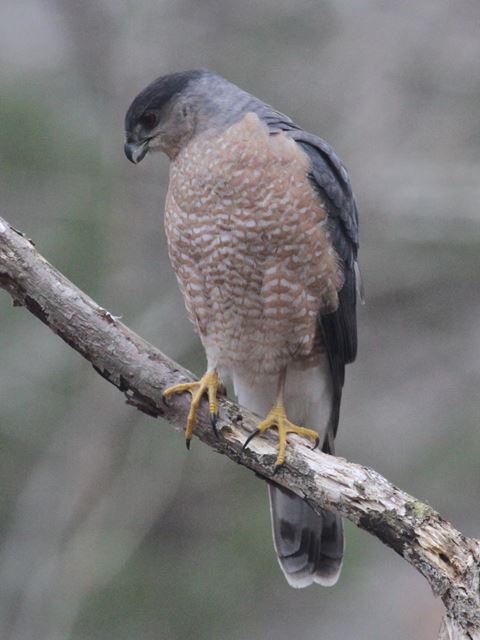 Cooper's Hawk