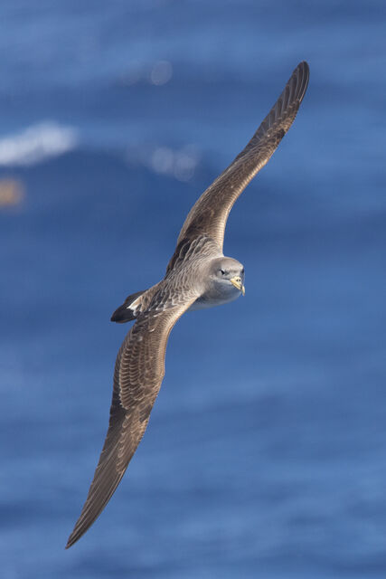 Cory's Shearwater