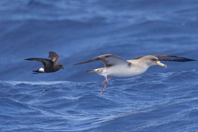 Cory's Shearwater