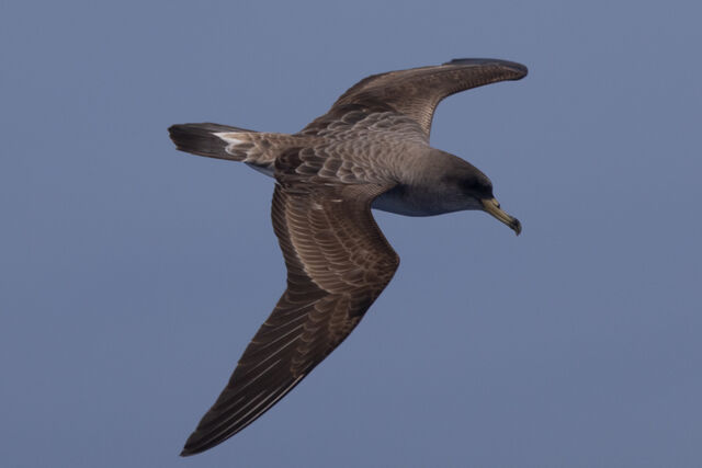 Cory's Shearwater