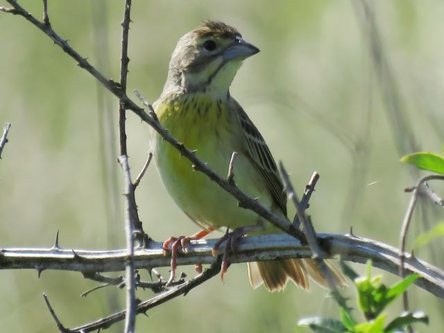 Dickcissel