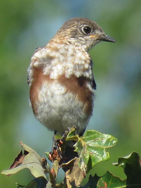 Eastern Bluebird
