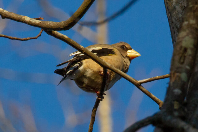 Evening Grosbeak