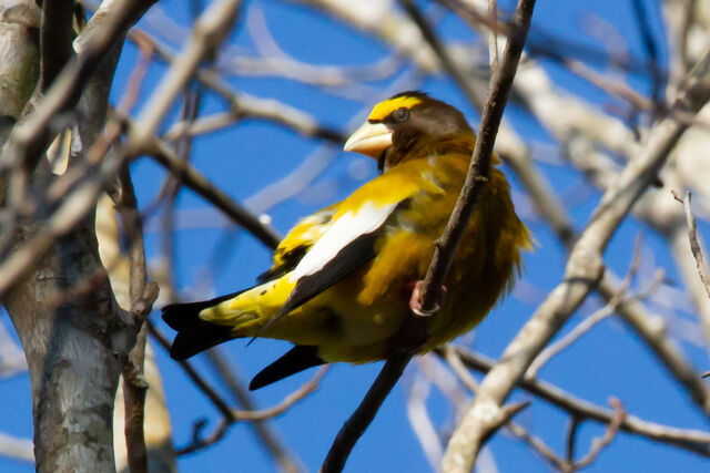 Evening Grosbeak