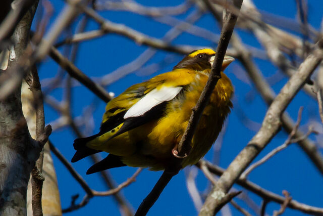 Evening Grosbeak