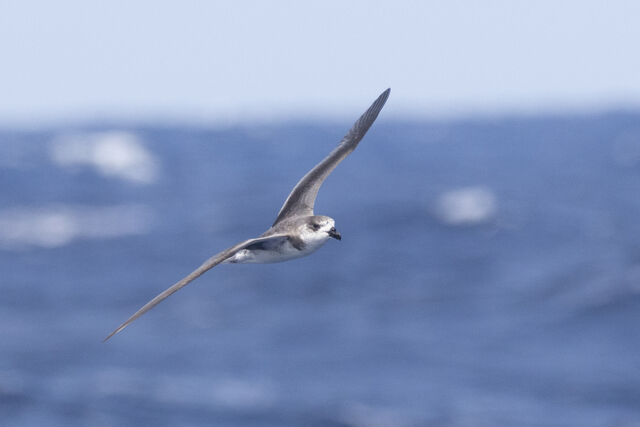 Fea's Petrel