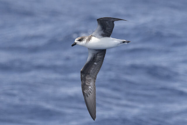 Fea's Petrel