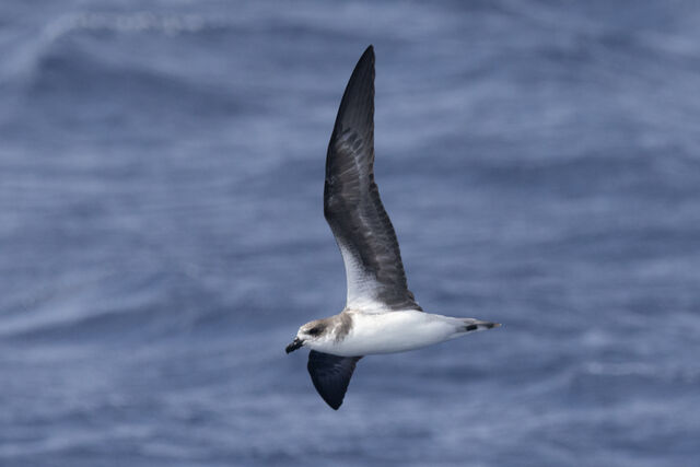 Fea's Petrel