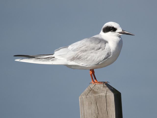 Forster's Terns