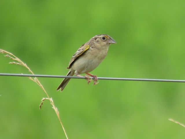 Grasshopper Sparrow