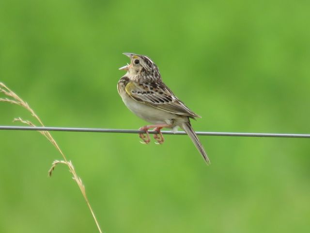 Grasshopper Sparrow