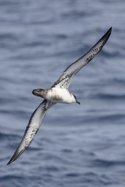 Great Shearwater